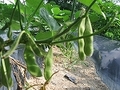 Dscf4348